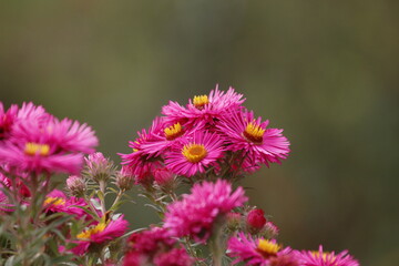 Wall Mural - pink flowers