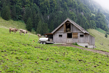 Mountain Barn Seealpsee, Barn With Open Window In The Attic, Visible Hay Bales, In Front Of The House Milk Trailer And Cows On The Green Pasture, In The Daytime