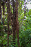 Fototapeta Perspektywa 3d - Ficus aurea Moraceae, Florida strangler fig tree with palms in background