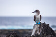 The Blue-footed booby (Sula nebouxil) is endemic to the Galapagos. It is a marine bird that is easily recognized by its bright blue feet. Photo taken at Punta Suarez on Espanola Island.