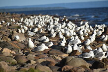 Assorted Gulls