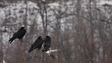 Three Crows Take Off From The Top Of The Tree. Wild Birds Nature Footage.