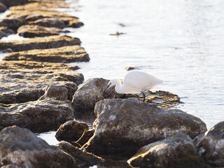 Wall Mural - A closeup of an egret perched on rocks surrounded by the sea on a sunny day