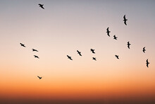 Flock Of Birds Flying In The Sunset