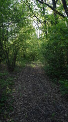  footpath in the woods