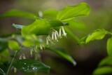 Fototapeta Kwiaty - Białe kwiaty kokoryczki rosnącej w cienistym lesie ukryte pod liśćmi