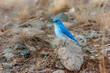 Mountain bluebird (Sialia currucoides);  Great Sand Dunes National Park;  Colorado