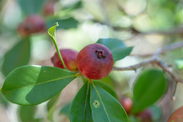 Psidium cattleyanum (World Plants : Psidium cattleianum), commonly known as Cattley guava, strawberry guava or cherry guava, is a small tree (2–6 m tall) in the Myrtaceae (myrtle) family. The species 