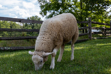 Canvas Print - A closeup shot of a sheep grazing in a grassland