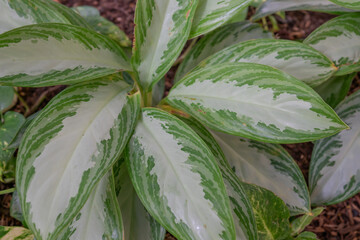 Wall Mural - Aglaonema commutatum, the poison dart plant, is a species of flowering plant in the Chinese evergreen genus Aglaonema, family Araceae. It is native to the Philippines and northeastern Sulawesi, and ha