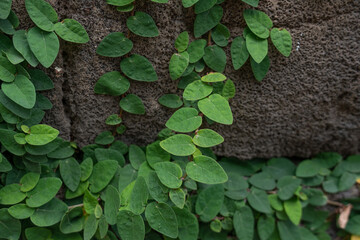 Poster - Ficus pumila, commonly known as the creeping fig or climbing fig, is a species of flowering plant in the mulberry family, native to East Asia (China, Japan, Vietnam) and naturalized in parts of the so