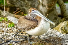 Brown Pelican On Captiva Island, Closeup