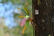 Rhynchostyliis, Orchid bouquet on the tree.
