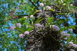 Rhynchostyliis, Orchid bouquet on the tree.