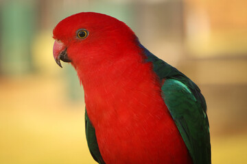 Sticker - A closeup of a eclectus parrot on a blurred background