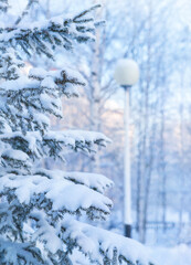 Wall Mural - Winter landscape. Christmas tree branches covered with snow and hoarfrost.  Winter scene in snowy park