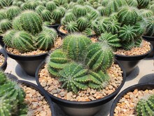 Parodia Magnifica Cactus, A Succulent Plant Native To Brazil. Round And Tall, With Golden Thorns Surrounding Yellow Flower Stems.