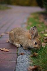 Wall Mural - Rabbit in the park