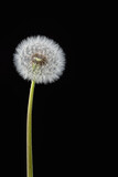 Fototapeta Dmuchawce - the seedhead of a dandelion on black background