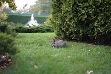 Wall Mural - rabbit in the park