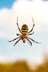 Wall Mural - Spider