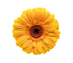 Wall Mural - Isolated orange gerbera flower on white background