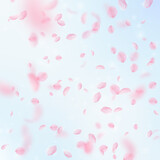 Fototapeta Kwiaty - Sakura petals falling down. Romantic pink flowers falling rain. Flying petals on blue sky square background. Love, romance concept. Likable wedding invitation.
