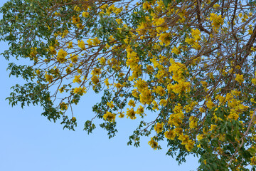 Poster - Roseodendron donnell-smithii is known colloquially as primavera. It is the larger and more frequently planted of the two species. Its wood is sometimes used to make furniture. It is native to Central 