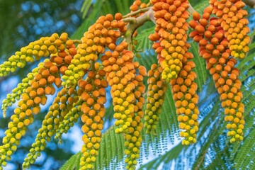 Wall Mural - Colvillea racemosa is a species of legume in the family Fabaceae. It is also known by the common name Colville's Glory.  Its genus is named for Sir Charles Colville, an ex Governor of Mauritius.