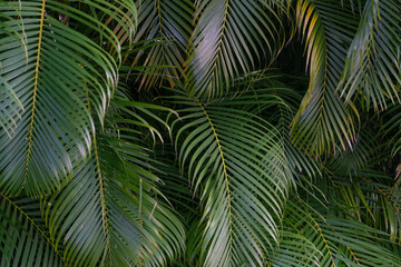 Poster - Dypsis lutescens, also known as golden cane palm, areca palm,  yellow palm,  butterfly palm,  or bamboo palm,  is a species of flowering plant in the family Arecaceae