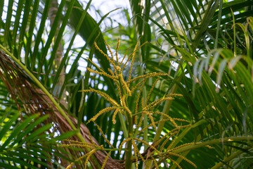 Wall Mural - Dypsis lutescens, also known as golden cane palm, areca palm,  yellow palm,  butterfly palm,  or bamboo palm,  is a species of flowering plant in the family Arecaceae