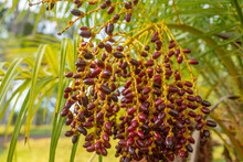 Phoenix Roebelenii, With Common Names Of Dwarf Date Palm, Pygmy Date Palm, Miniature Date Palm Or Robellini Palm, Is A Species Of Date Palm Native To Southeastern Asia, From Southwestern China (Yunnan