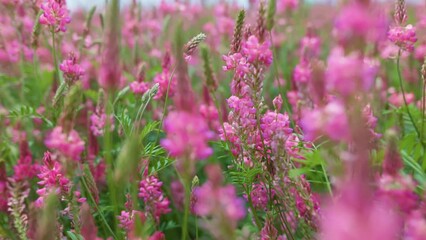 Aufkleber - Camera moves through field with summer pink wild flowers. Lush summer greenery and colorful flowers in meadow, sky with clouds in the background. Gimbal shot
