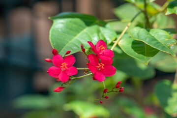 Wall Mural - Jatropha integerrima, commonly known as peregrina or spicy jatropha, is a species of flowering plant in the spurge family, Euphorbiaceae, that is native to Cuba and Hispaniola.