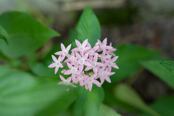 Wall Mural - Pentas lanceolata, commonly known as Egyptian starcluster, is a species of flowering plant in the madder family, Rubiaceae that is native to much of Africa as well as Yemen. It is known for its wide u