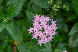 Fototapeta  - Pentas lanceolata, commonly known as Egyptian starcluster, is a species of flowering plant in the madder family, Rubiaceae that is native to much of Africa as well as Yemen. It is known for its wide u