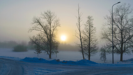 Wall Mural - beautiful fog morning, sun through fog, silhouettes of trees and branches, winter landscape, blurred smoky fog background