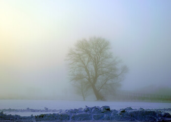 fog landscape with a lonely tree, white fog covers the ground on a cold winter morning, blurred tree silhouette, fog background