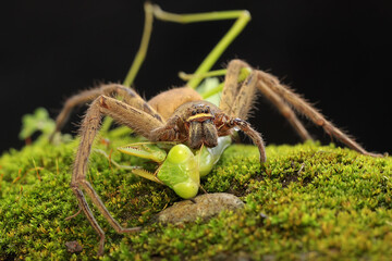 A spider huntsman is eating a praying mantis on a rock overgrown with moss. This spider has the scientific name Sparassoidea sp. 