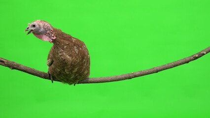 Poster - female turkey sitting on a tree branch. green screen. studio