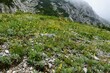 Colorful alpine rock garden under Crna Prst in Julian alps and Triglav national park, Slovenia