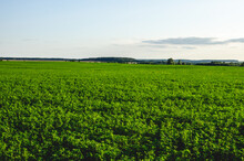 Cultivation Of Alfalfa As A High-protein Feed. Alfalfa Field In The Evening At Sunset