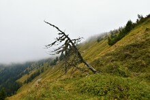 Lone Dead Tree On A Mountain Slope In Karavanke Mountains, Slovenia