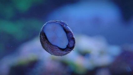 Wall Mural - detail of a trochus snail eating algae on the glass of a reef aquarium