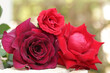 Three shade of red roses on green nature background, The Red roses meaning love, The flower popularly given as gifts for couples on Valentine's Day.