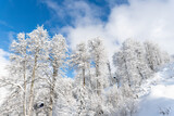 Fototapeta Las - Scenic view of many birch trees covered by fresh hoar frost snow mountain forest against clear blue sky bright cold sunny winter day. Natural woods cold weather wallpaper background. Nature panorama