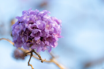 Wall Mural - Beautiful Jacaranda obtusifolia flowers