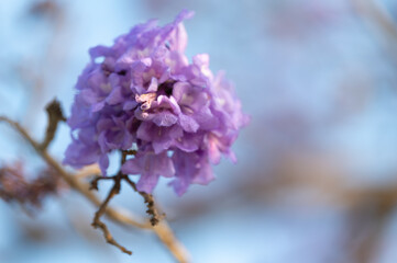 Wall Mural - Beautiful Jacaranda obtusifolia flowers