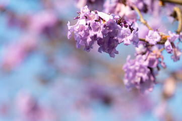 Wall Mural - Beautiful Jacaranda obtusifolia flowers