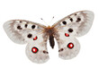 Butterfly European Apollo (Parnassius apollo) isolated on white background. 
